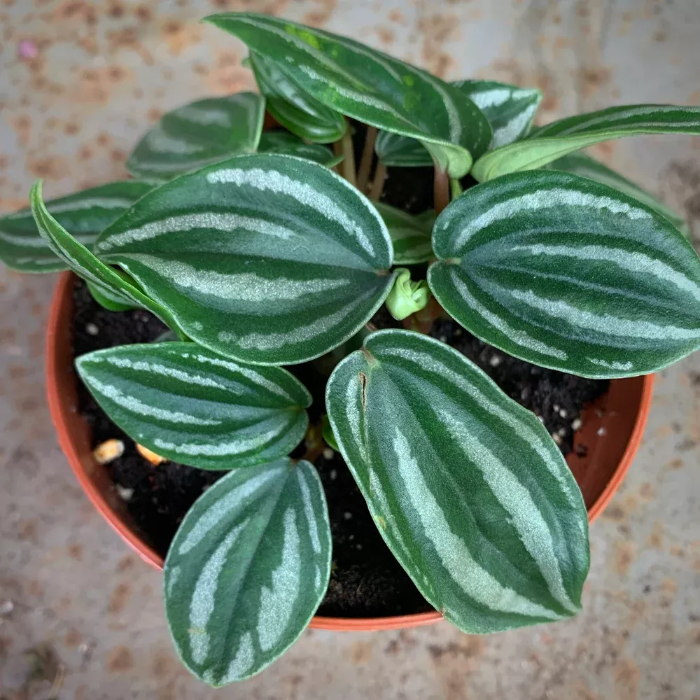 Peperomia Mini-Watermelon