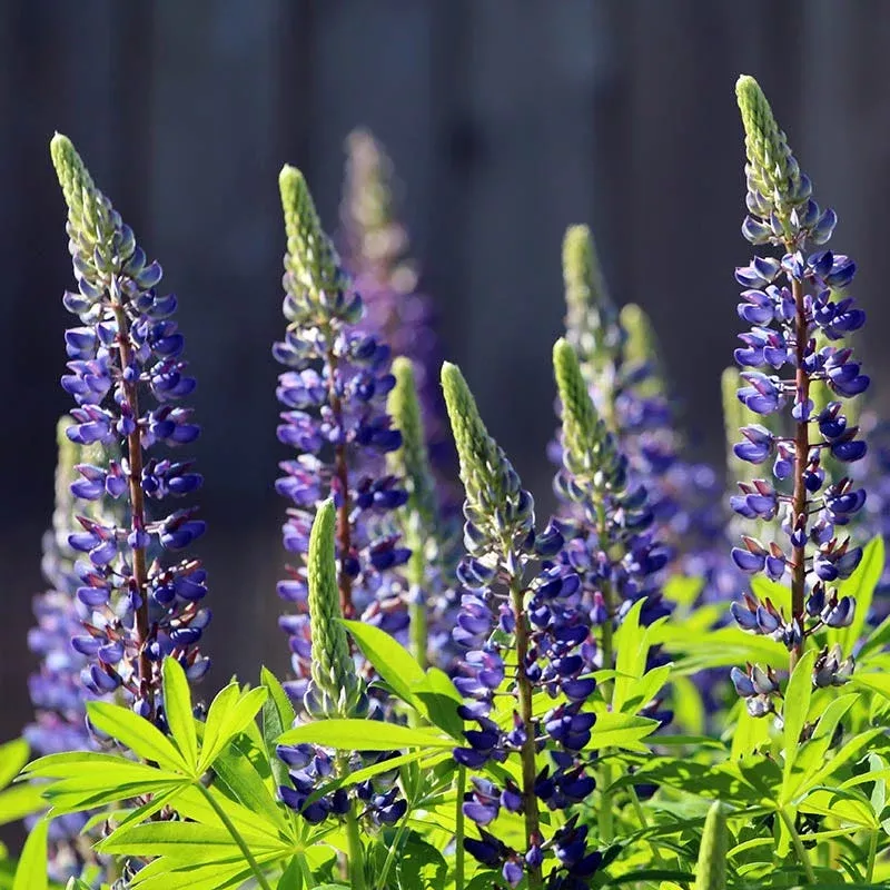 Perennial Lupine Seeds