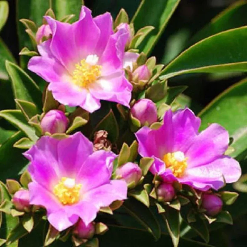 Pereskia grandifolia Seeds 10 Rare Leaf Cactus Seeds, Exotic Tree-Form Cactus Variety for Collectors & Tropical Gardens