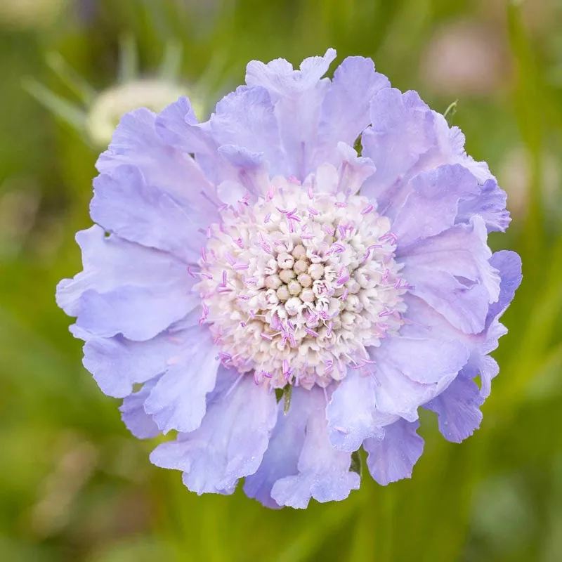 Perfecta Clear Blue Scabiosa