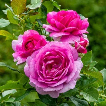 Perfume Delight Rose Tree For Sale Online