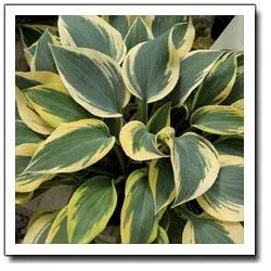 Permafrost Hosta