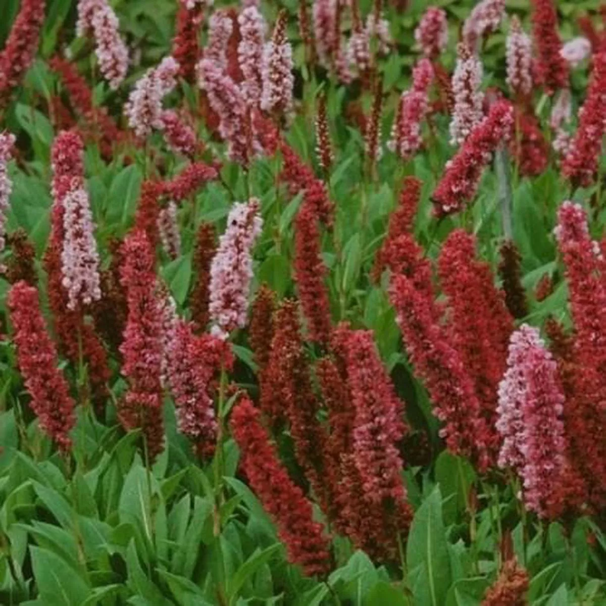 Persicaria affinis Darjeeling Red AGM