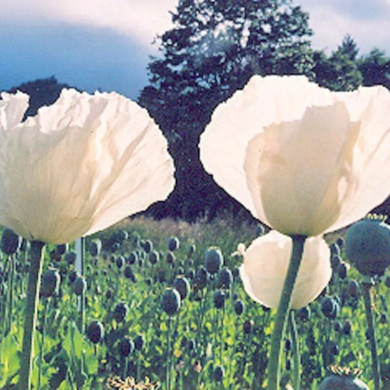 Peshawar Poppy Seeds (Organic)