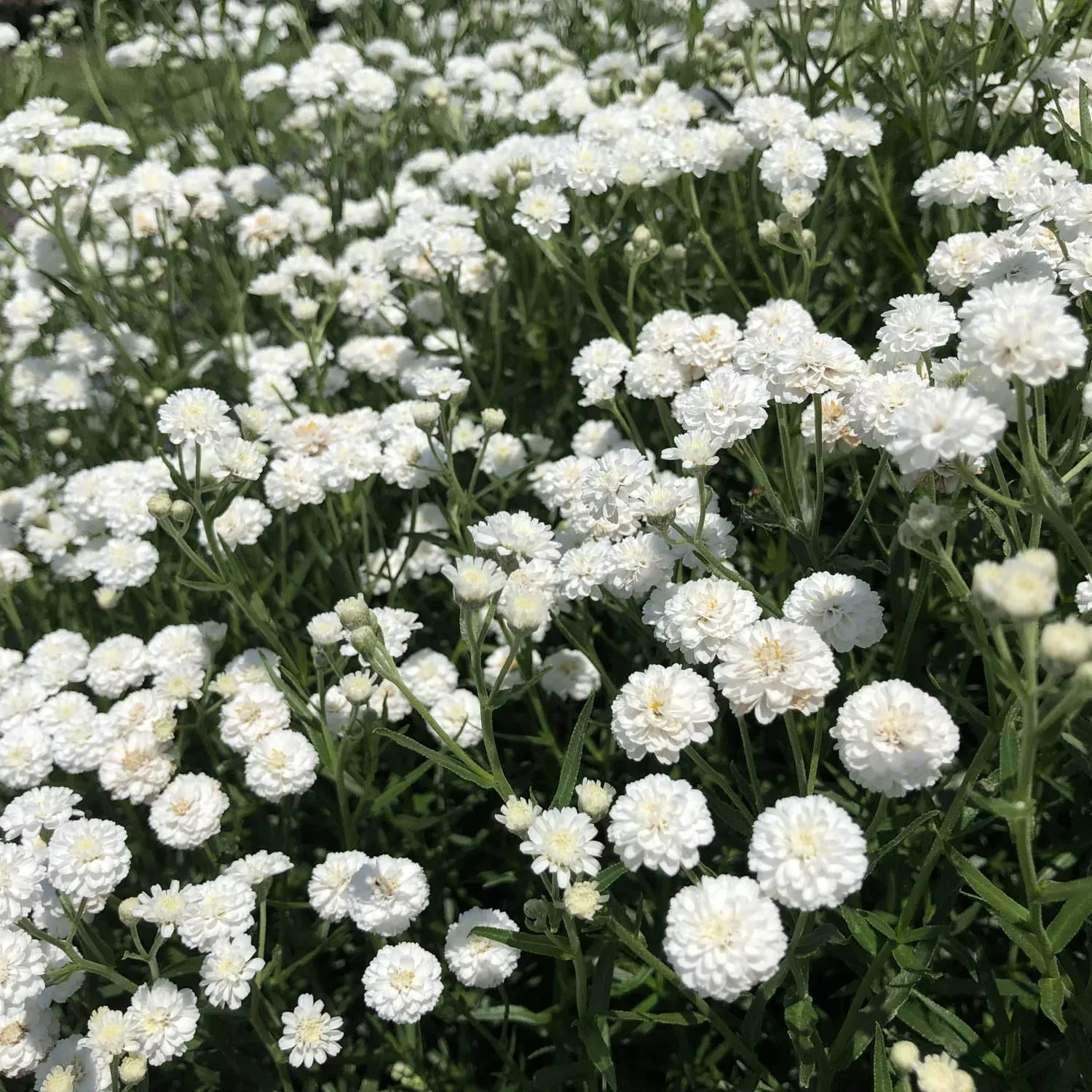 ‘Peter Cottontail’ Yarrow (Achillea)