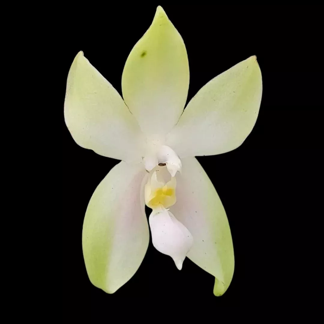 Phalaenopsis bellina var. 'Fire Shape'