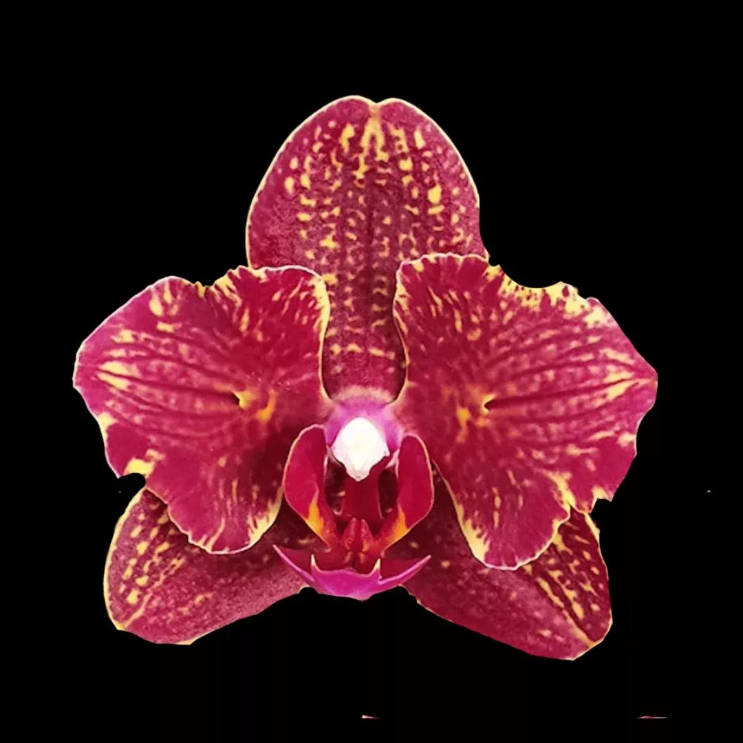 Phalaenopsis I-Hsin Claire ‘551’