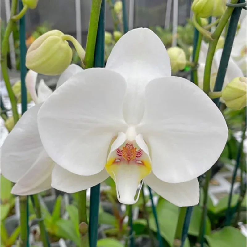Phalaenopsis Sogo Yukidian