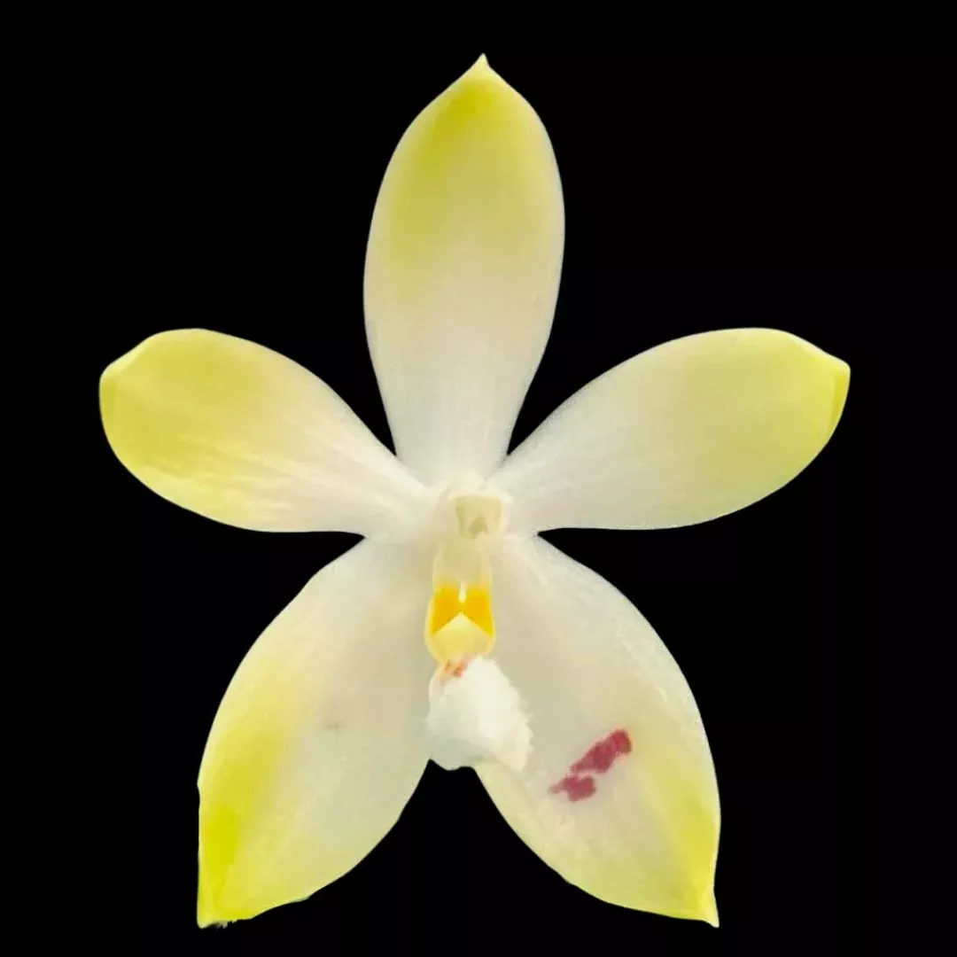 Phalaenopsis tetraspis 'Wisp'