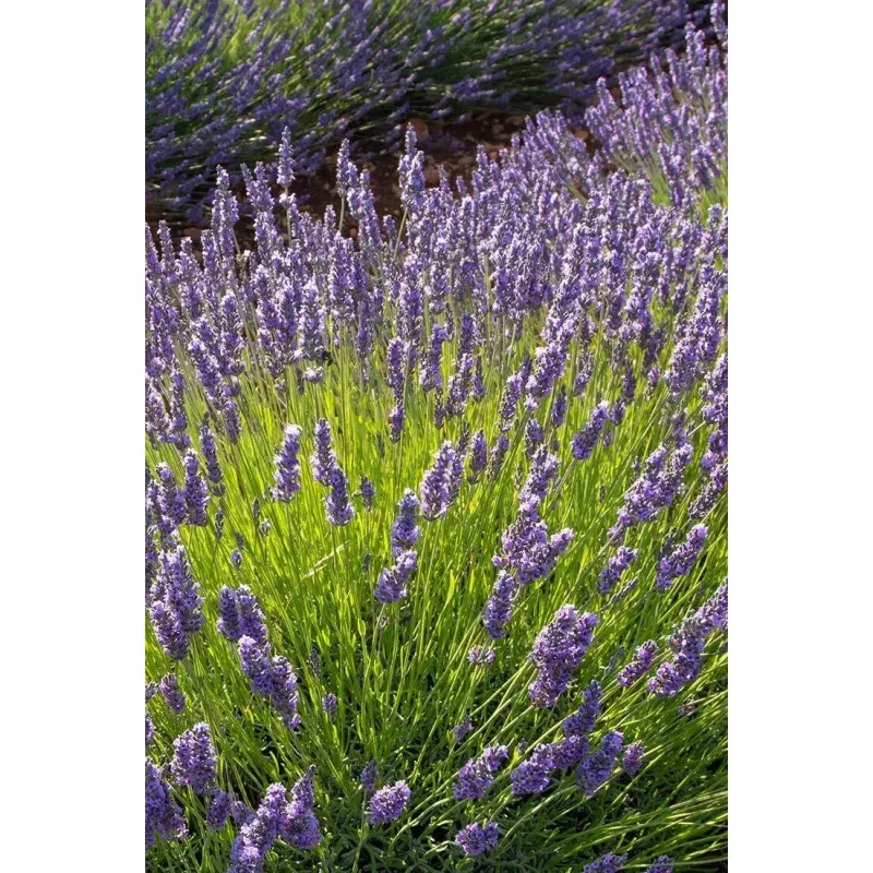 Phenomenal Lavender (Lavandula) – 4′ in Pot