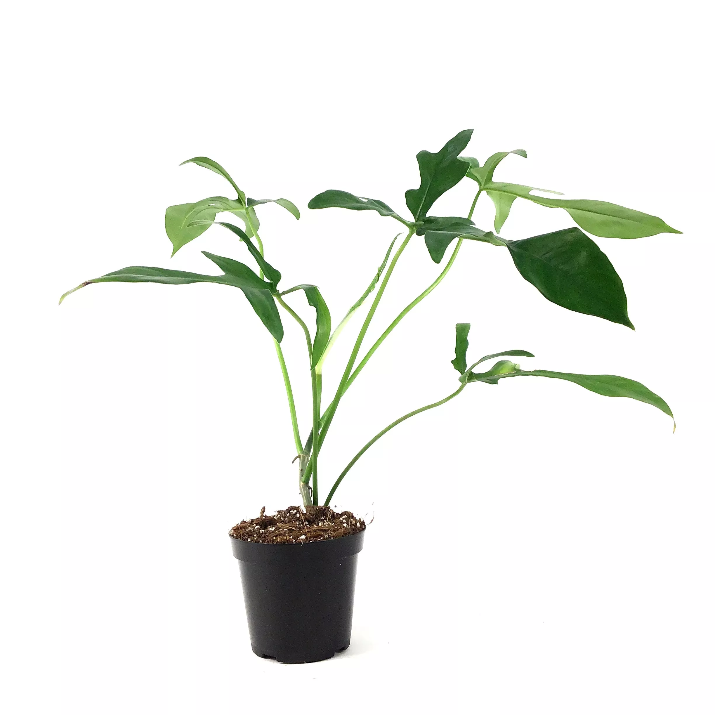 Philodendron, 4in, Glad Hands