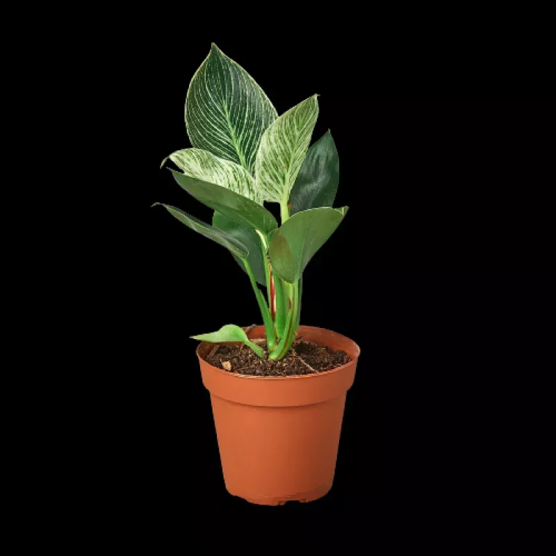 Philodendron 'Birkin' - 4" Pot - NURSERY POT ONLY