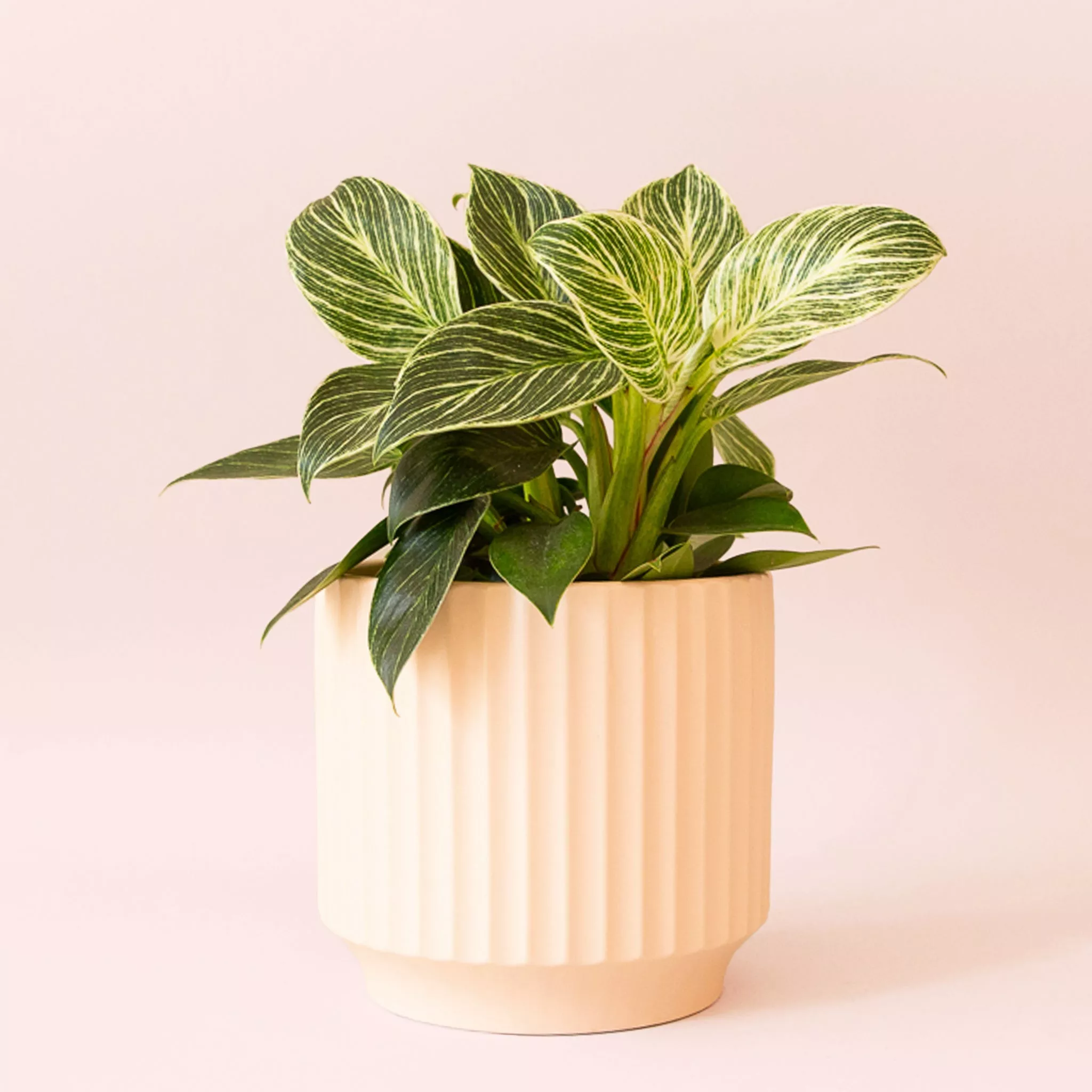 Philodendron | Birkin