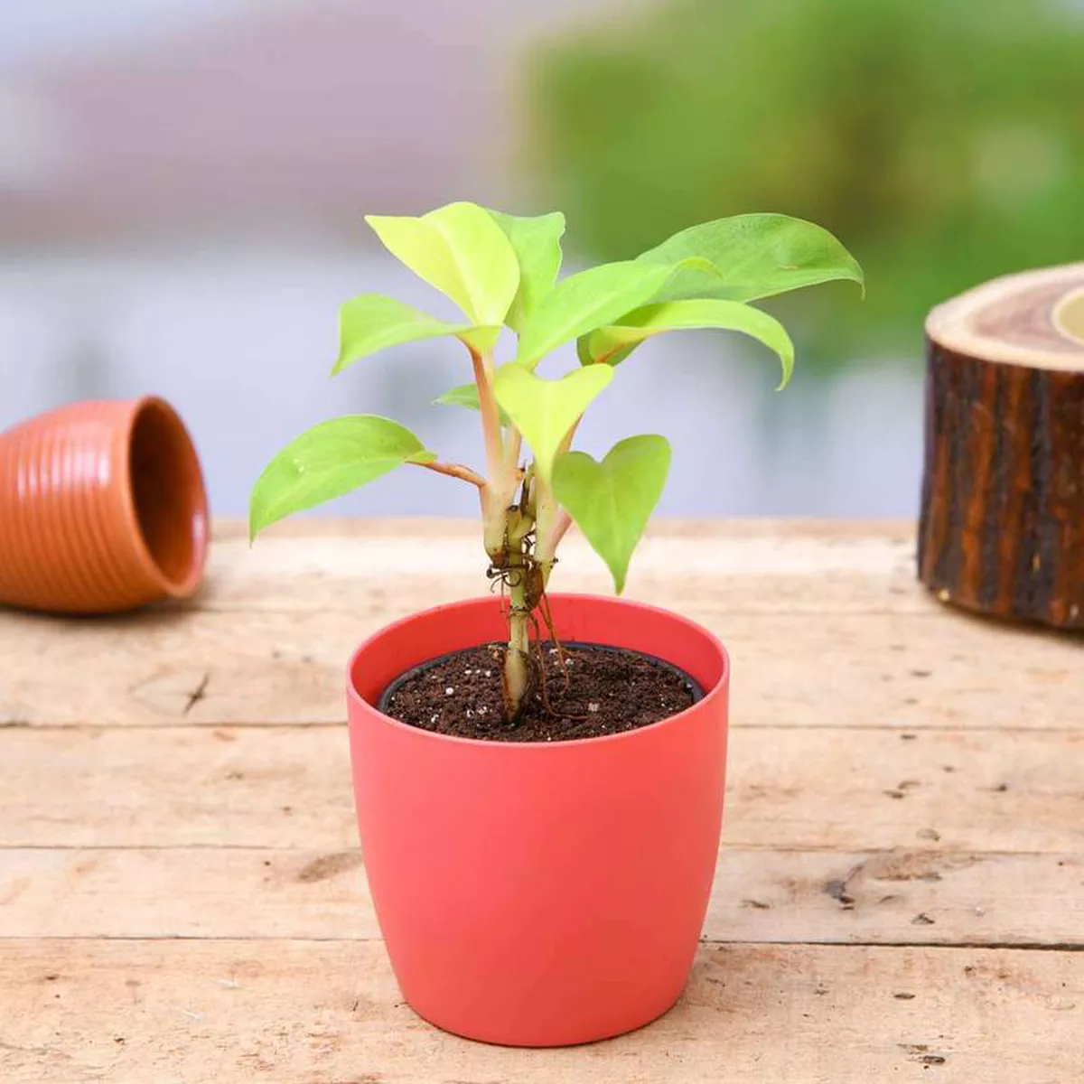 Philodendron Ceylon (Golden) 8211 Plant