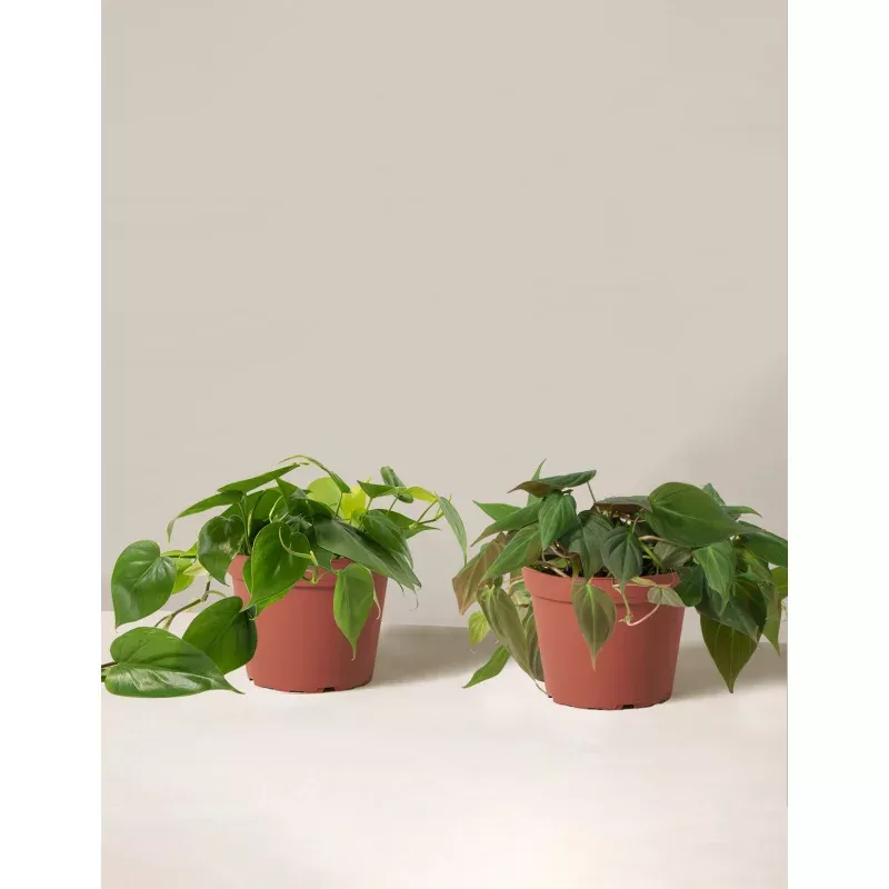 The Philodendron Duo