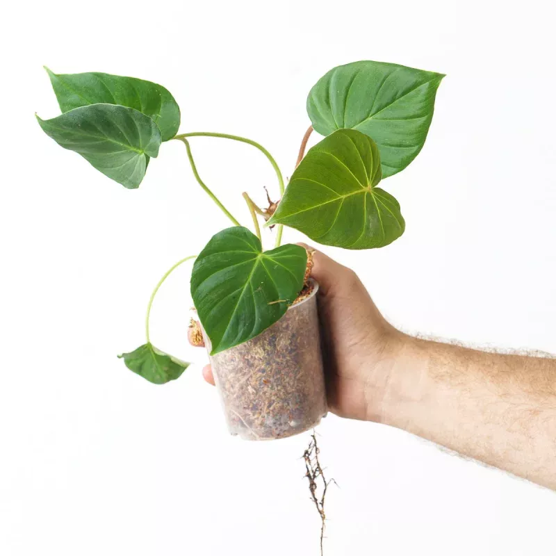Philodendron fibrosum