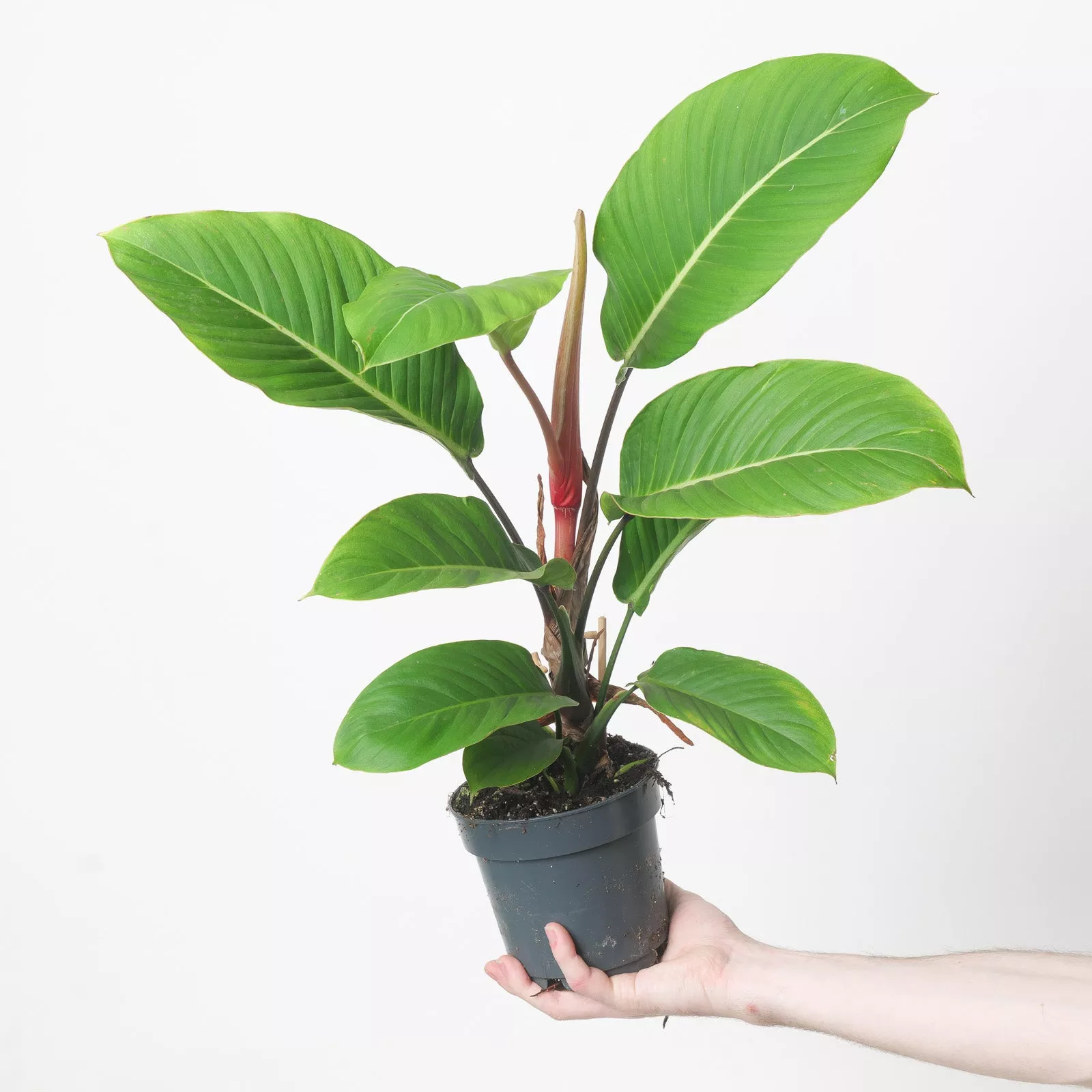 Philodendron geniculatum 'Jet Streak'