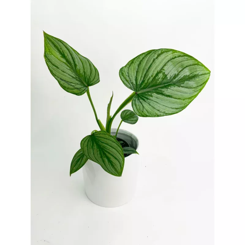 Philodendron Mamei 'Silver Cloud'