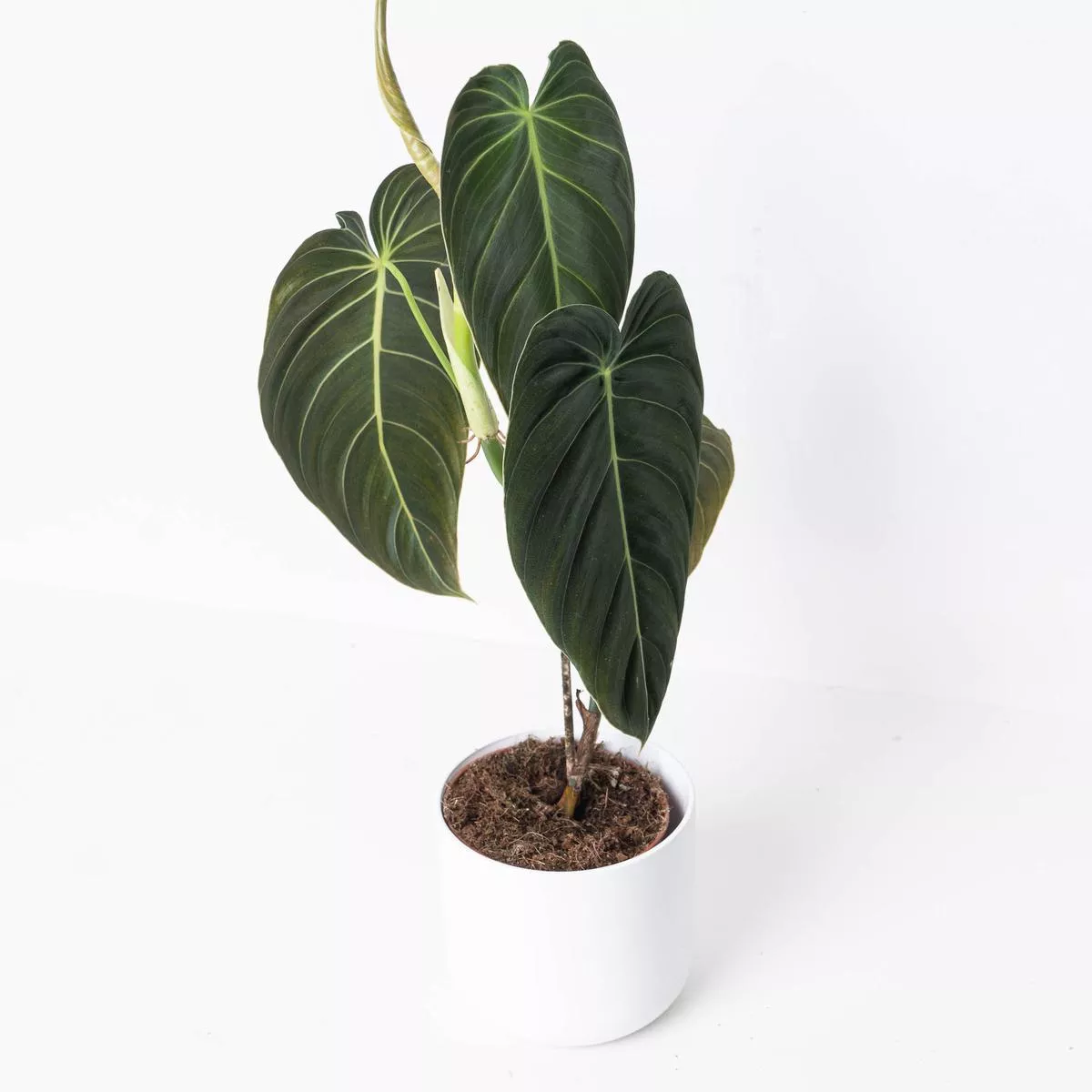 Philodendron Melanochrysum – 12cm Large Leaf