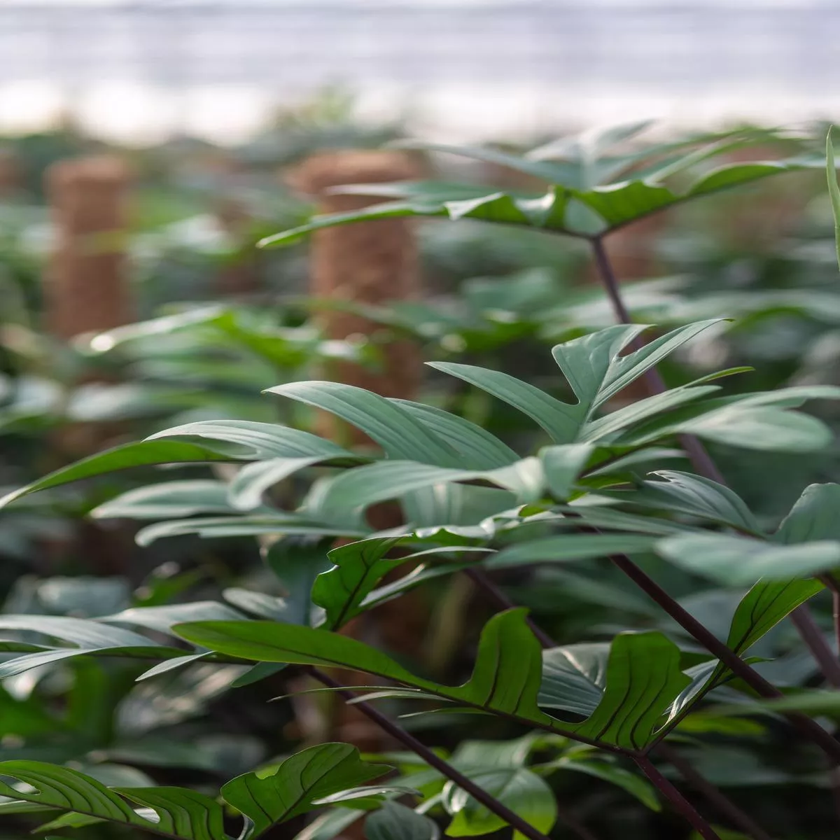 Philodendron Pedatum