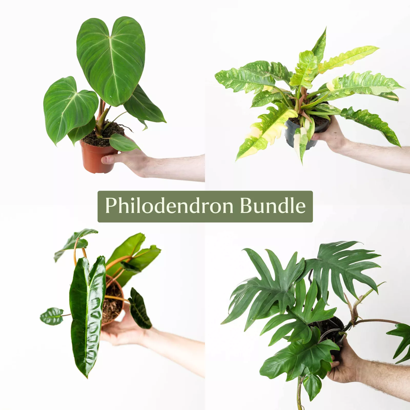Philodendron Plant Bundle