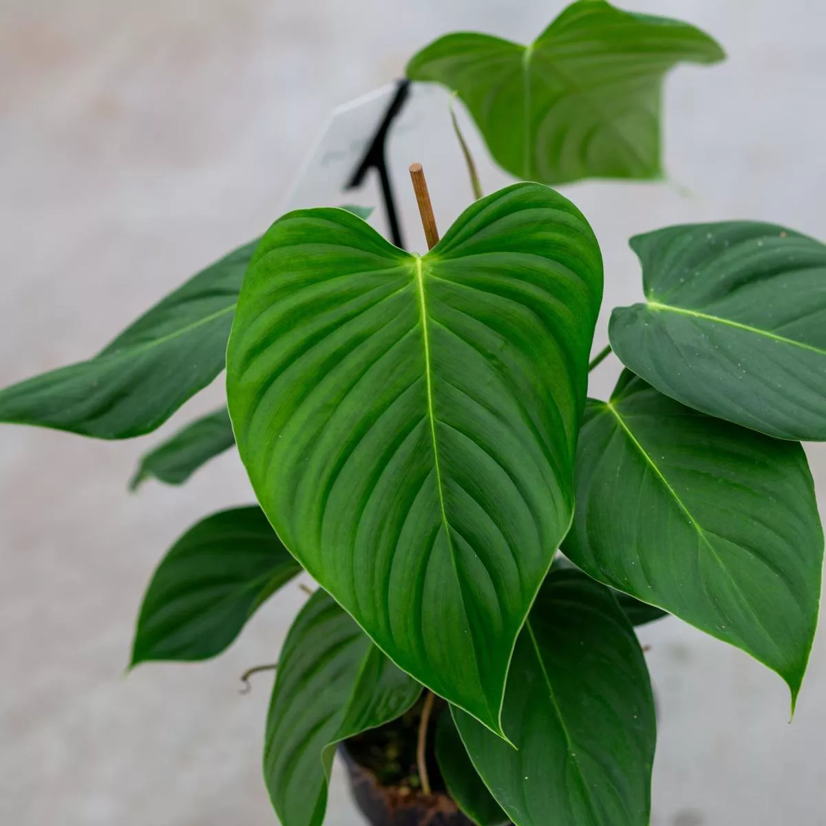 Philodendron Quelelii “Round”