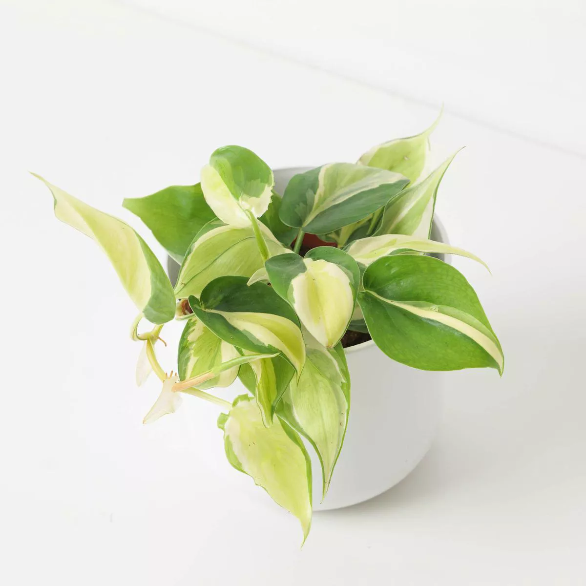 Philodendron scandens 8217Rio8217