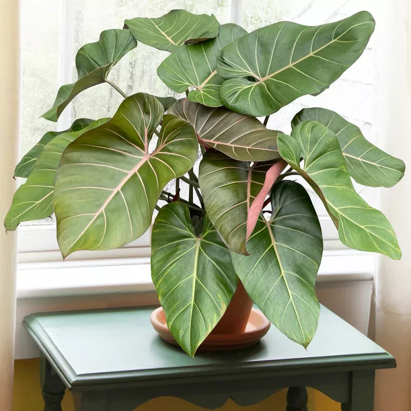 Philodendron Summer Glory PP (Philodendron gloriosum x McColley hybrid)