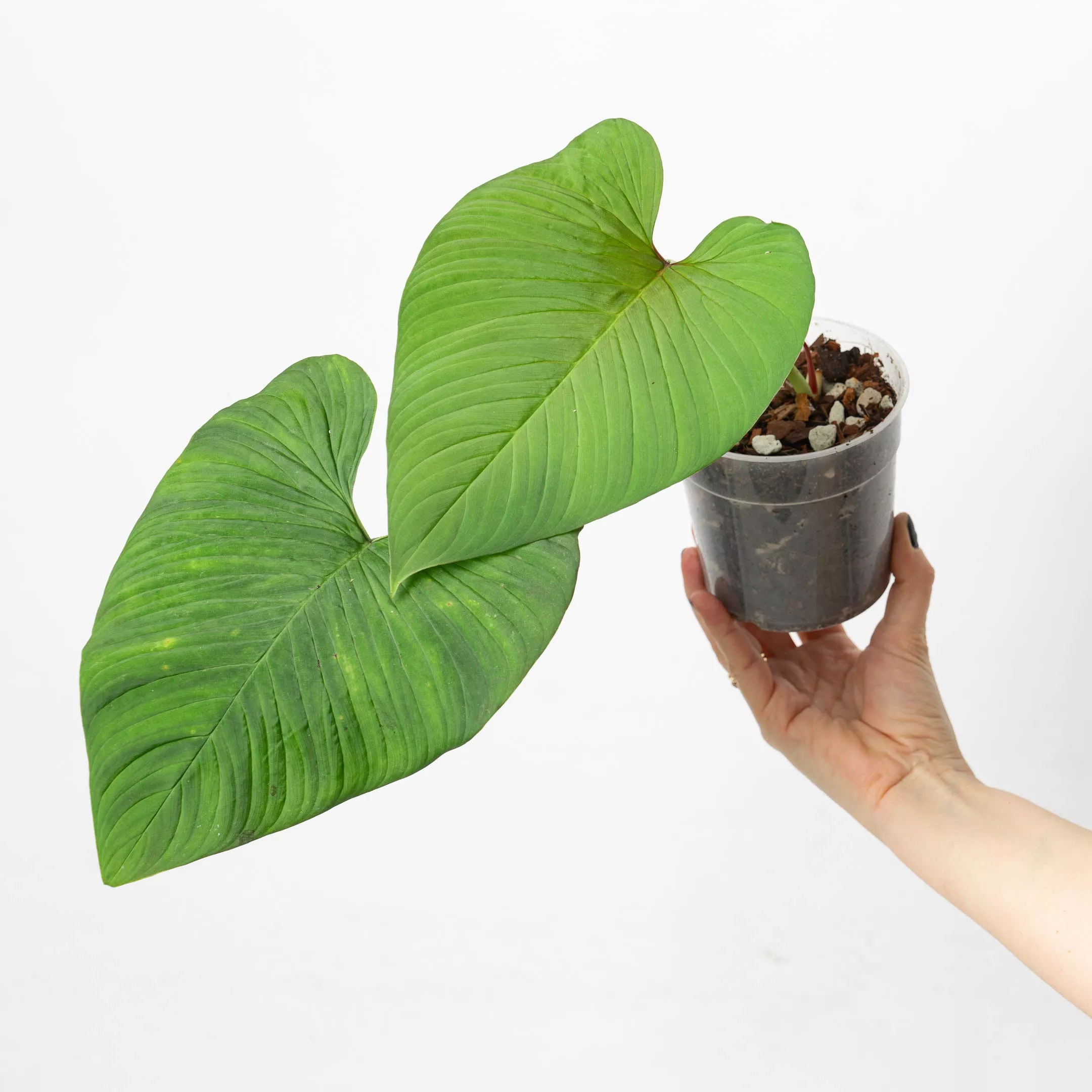 Philodendron verrucapetiolum