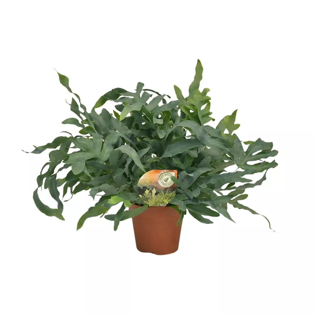 Phlebodium Blue Star (Blue Fern)60 cm