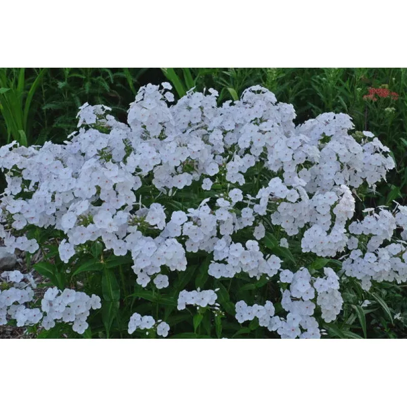 Phlox Fashionably Early Crystal PP 28679