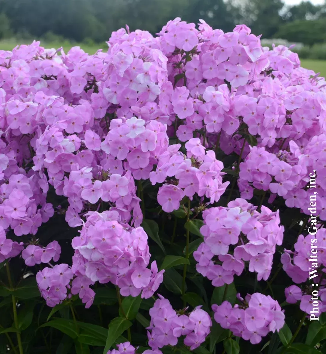 Phlox Fashionably ‘Early Princess’