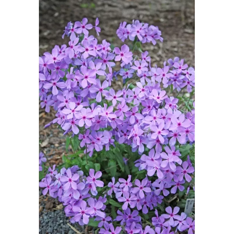 Phlox glutinosa Spring Dawn