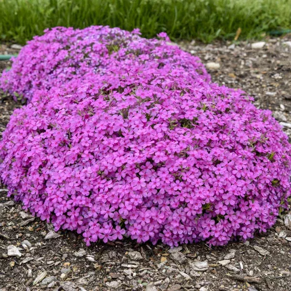 Phlox subulata ‘Ruby Riot’