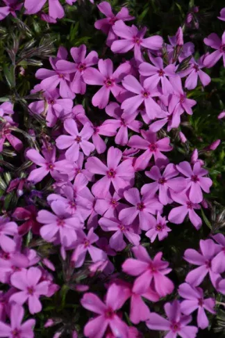 Phlox Subulata Spring Dark Pink – 4.5″