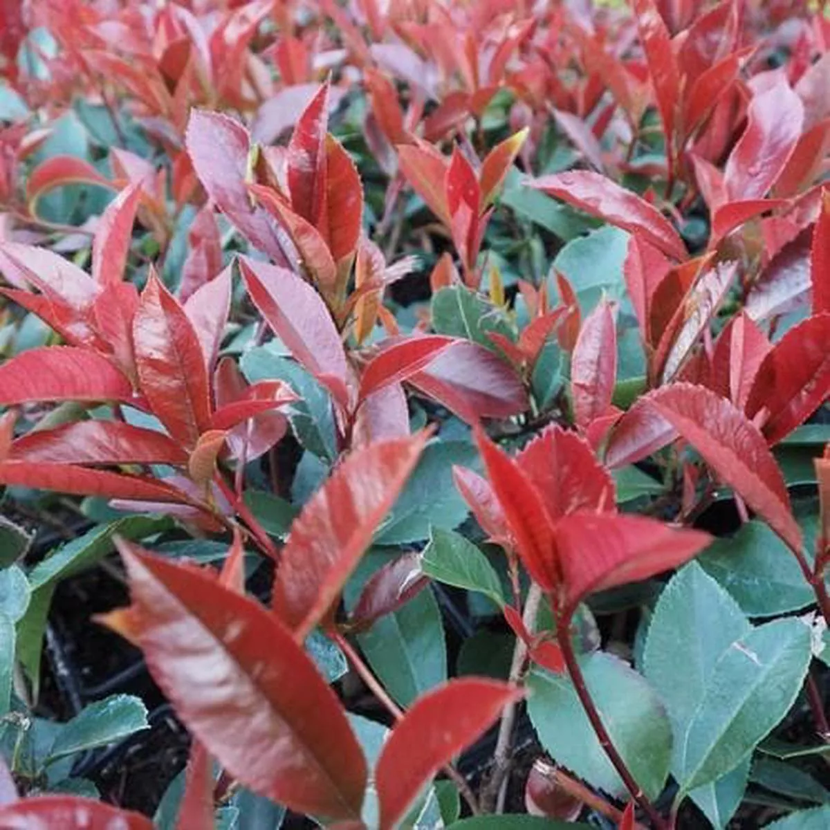 Photinia x fraseri Red Robin Pot | 2L / 1ft + / Not provided