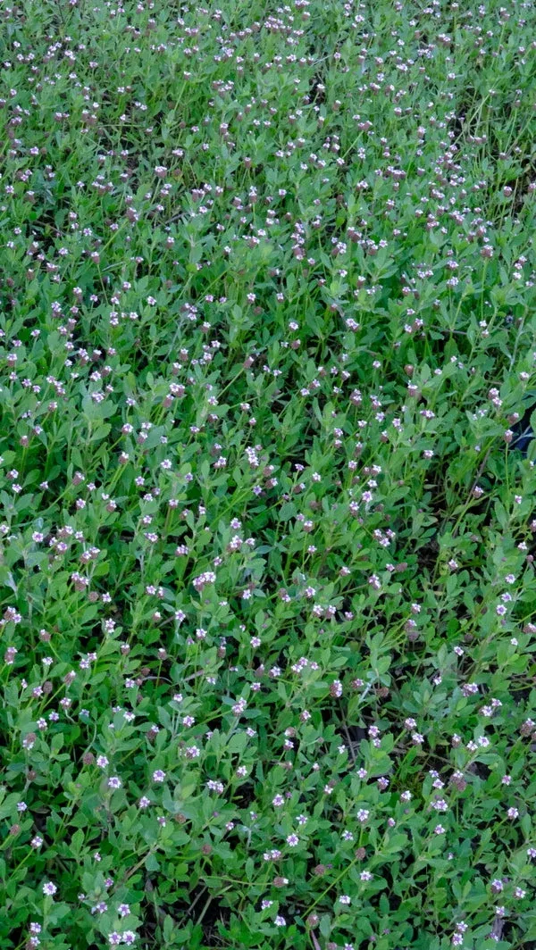 Phyla nodiflora ‘Ramble On’