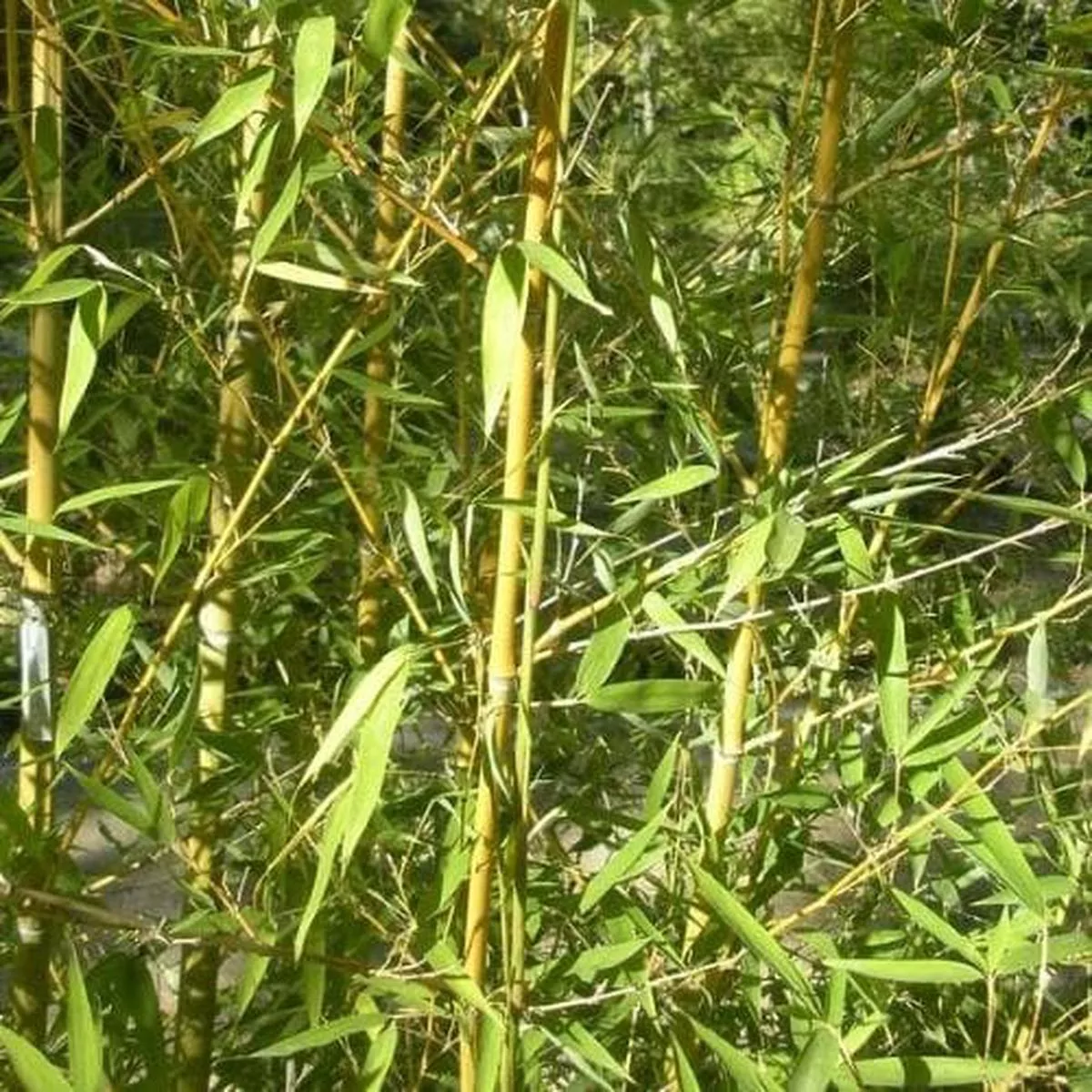 Phyllostachys aurea