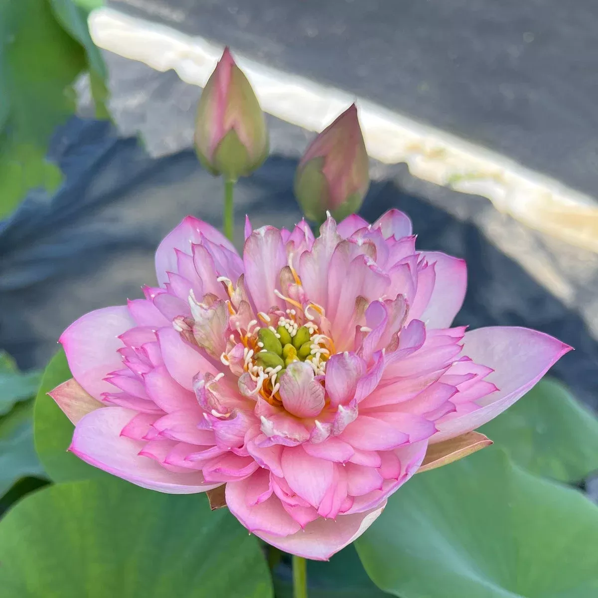 Piano Boy Mini Lotus