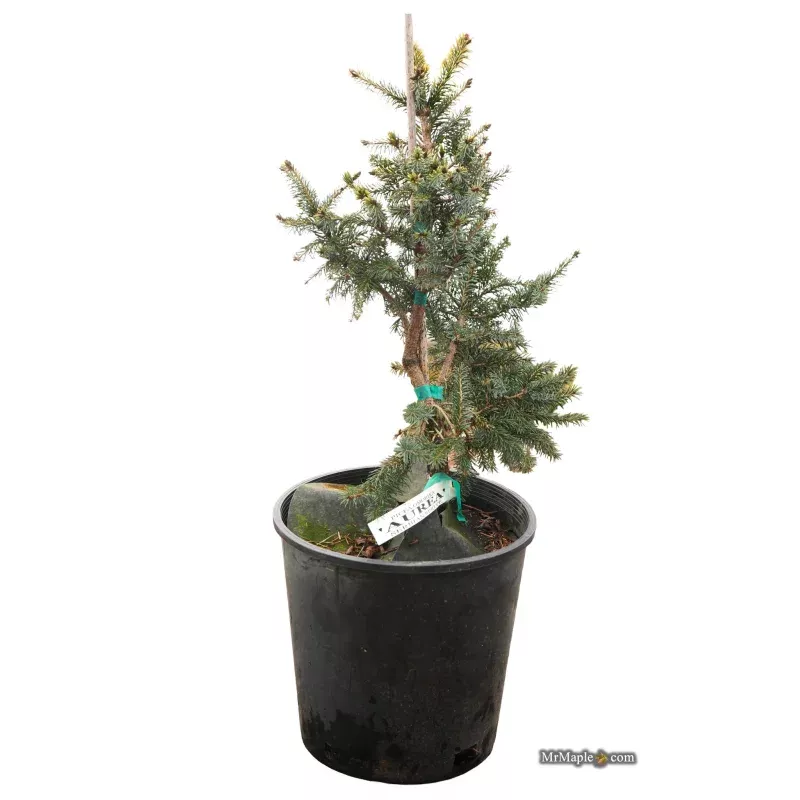 Piceaomorika’Aurea’
