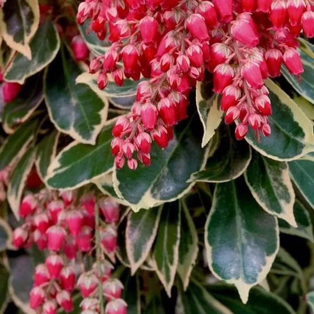 Pieris japonica Ralto