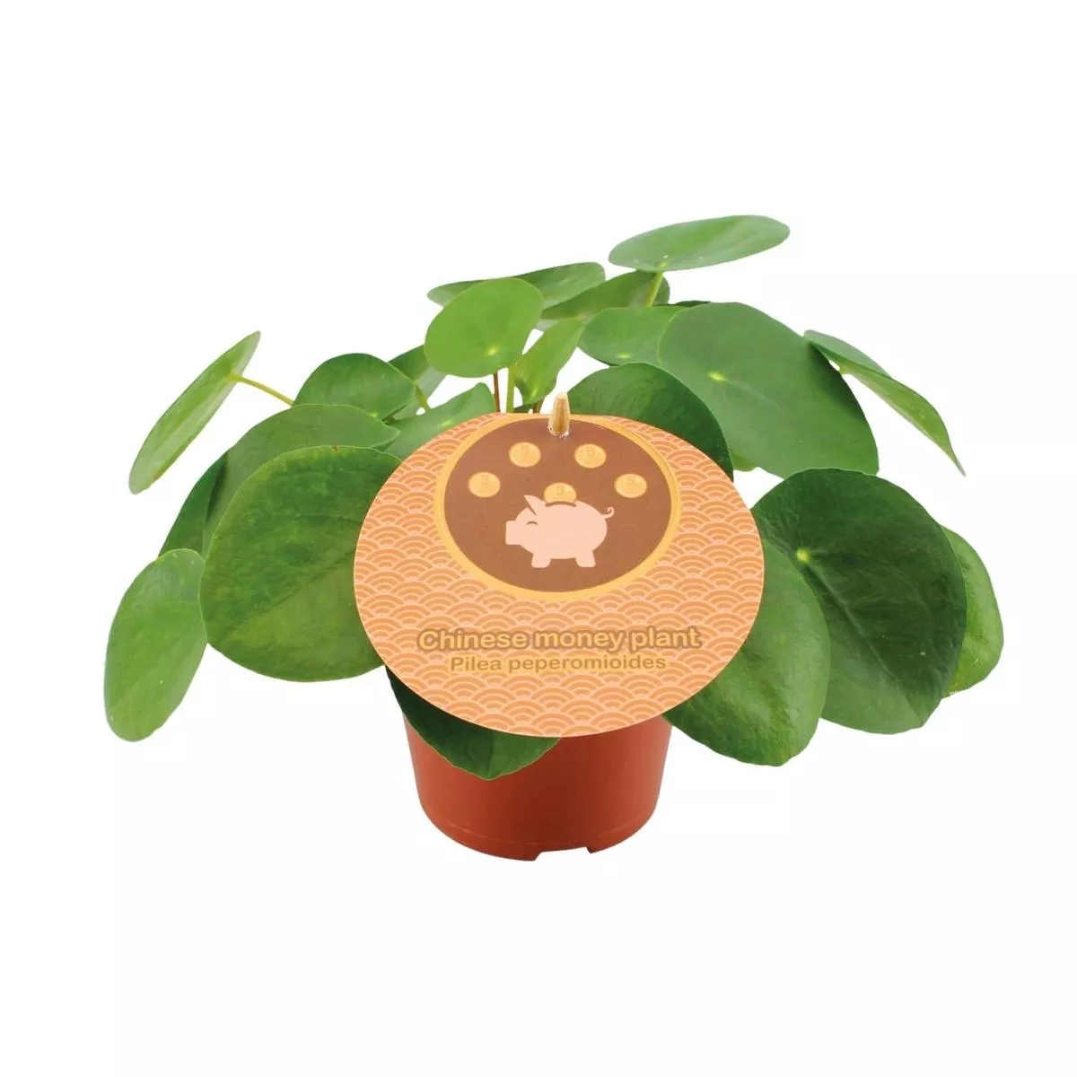 Pilea Peperomioides – 12cm – 20cm