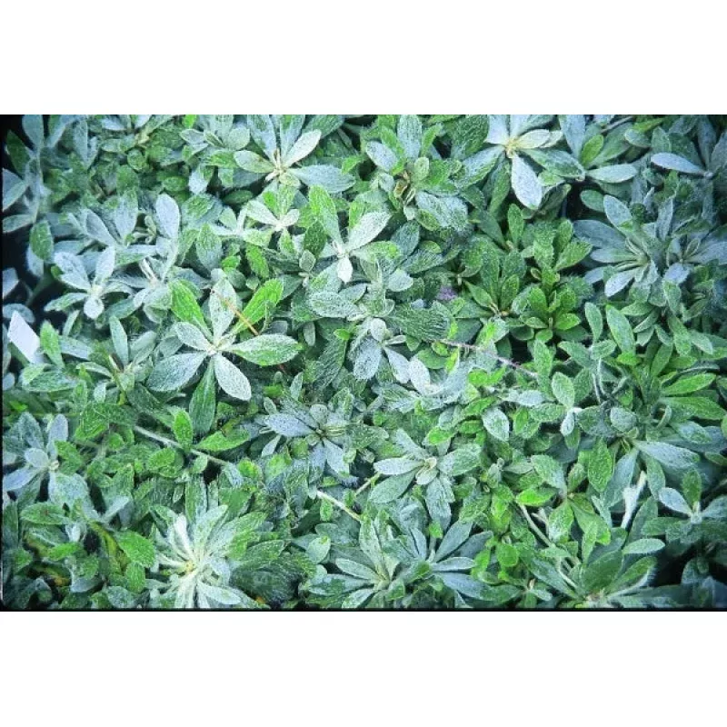 Pilosella officinarum