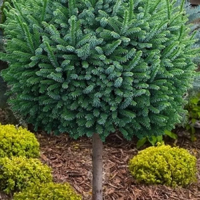 Pimoko Serbian Spruce – Standard