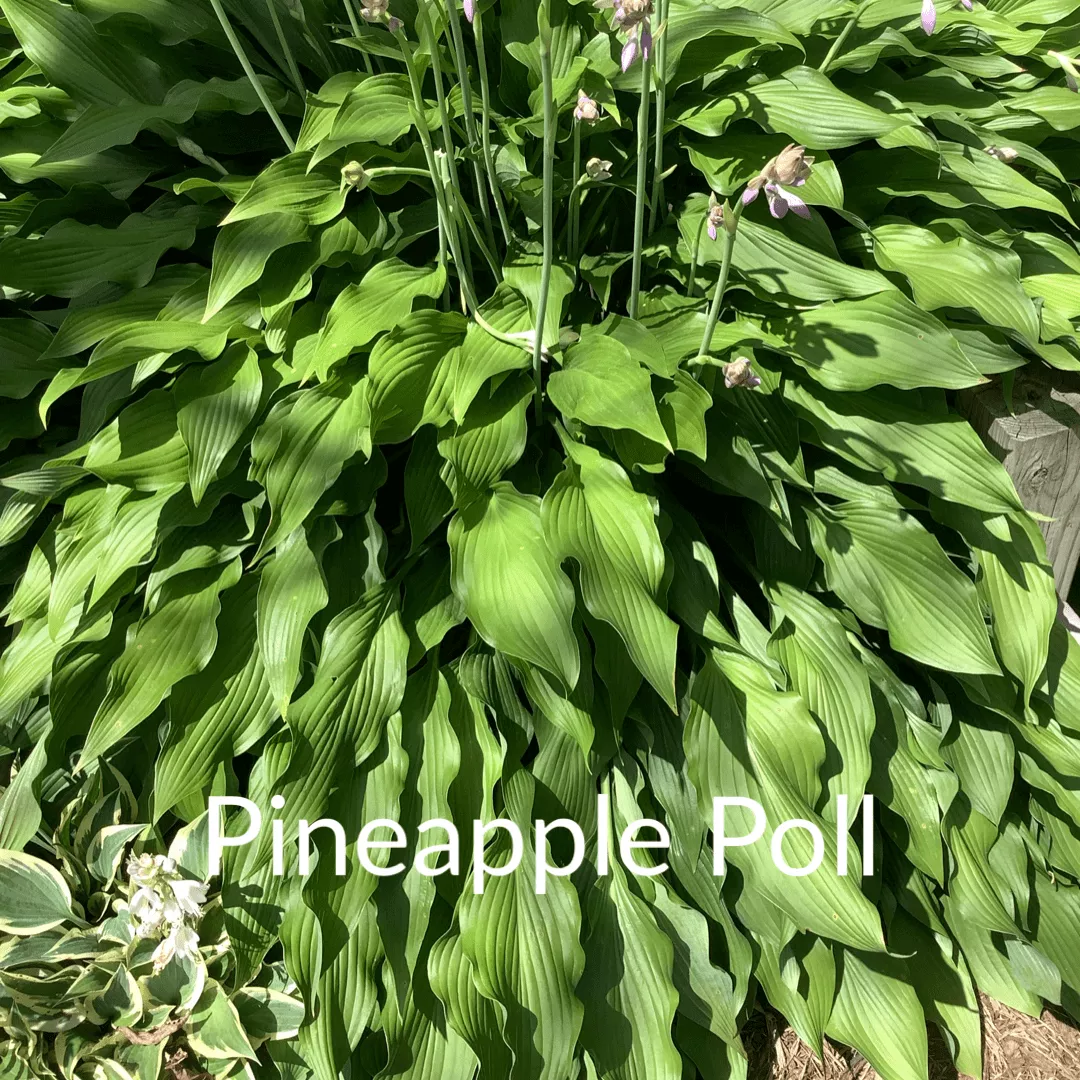 Pineapple Poll Hosta