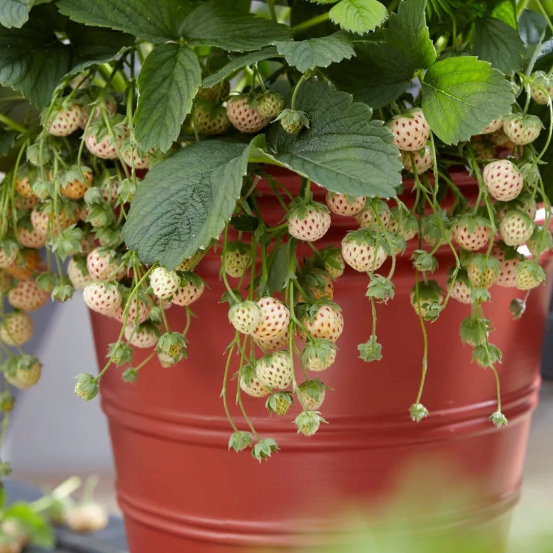 ‘Pineberry’ Strawberry Plants