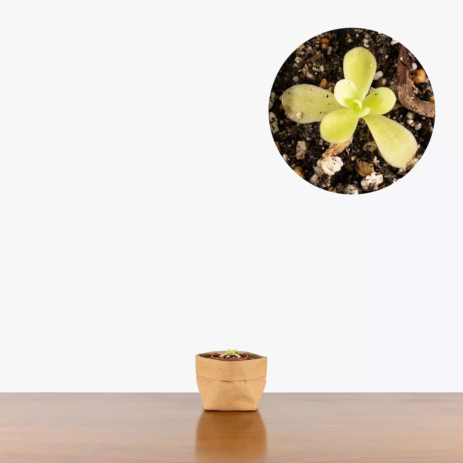 Pinguicula Gigantea