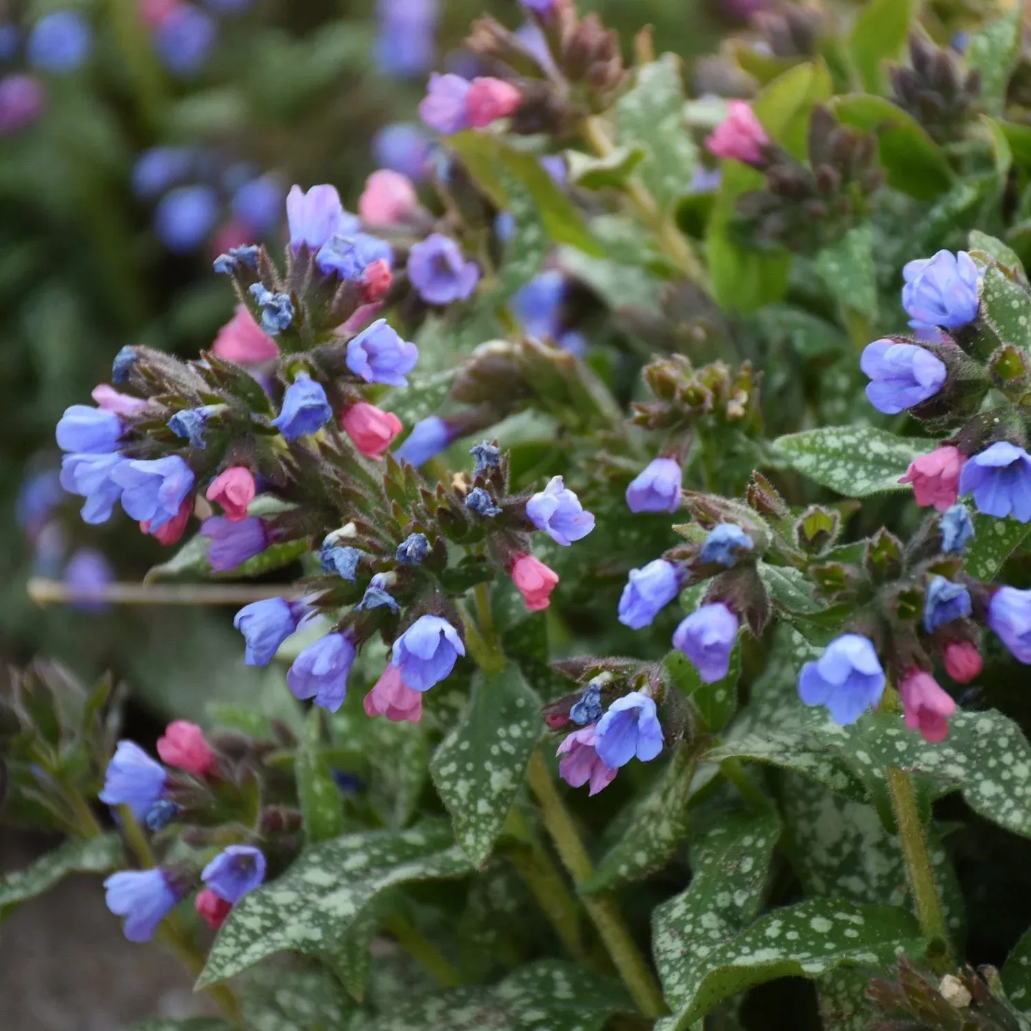 ‘Pink-a-Blue’ Lungwort (Pulmonaria)