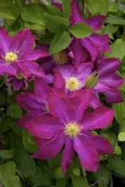Pink Champagne Clematis