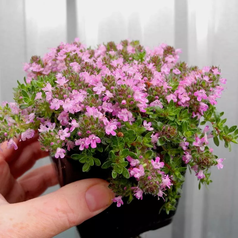 Pink Chintz Thyme - Thymus serpyllum 'Pink Chintz'